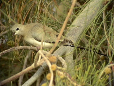 Lngstjrtsduva Namaqua Dove Oena capensis