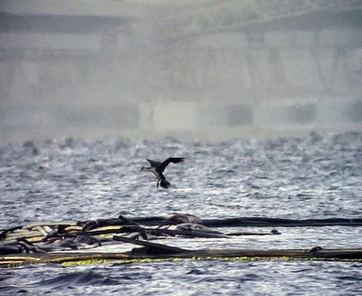 StorskarvPhalacrocorax carbo Great Cormorant