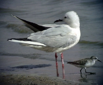 Lngnbbad ms Slender-billed Gull Chroicocephalus genei