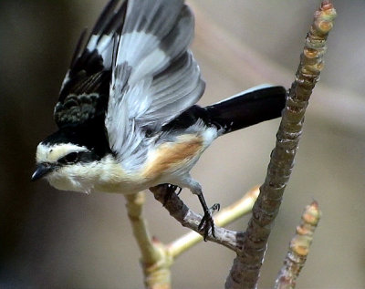 Masktrnskata<br> Masked Shrike<br> Lanius nubicus