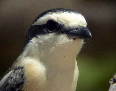 Masktrnskata  Masked Shrike Lanius nubicus