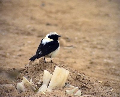 Medelhavsstenskvtta Black-eared Wheatear Oenanthe hispanica