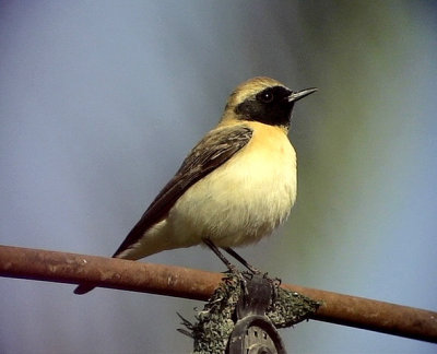 Medelhavsstenskvtta Black-eared Wheatear Oenanthe hispanica