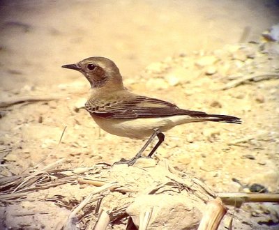 Medelhavsstenskvtta Black-eared Wheatear Oenanthe hispanica