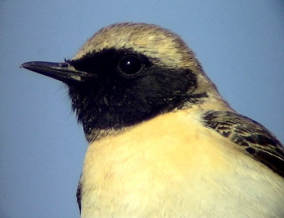 Medelhavsstenskvtta Black-eared Wheatear Oenanthe hispanica