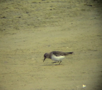 Mosnppa Temminck's Stint Calidris temminckii