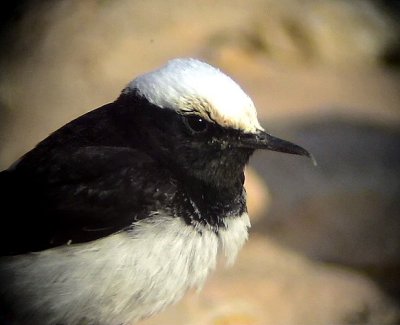 Munkstenskvtta Hooded Wheatear Oenanthe monacha