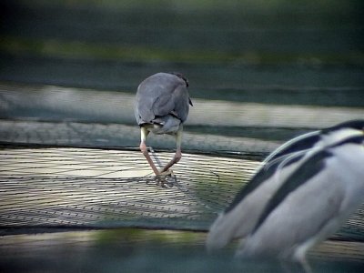 Natthger Black-crowned Night Heron Nycticorax nycticorax