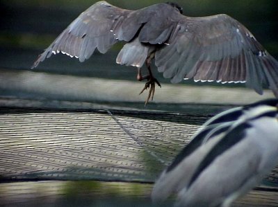 Natthger Black-crowned Night Heron Nycticorax nycticorax