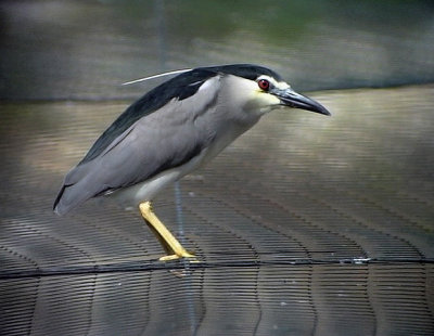 Natthger  Black-crowned Night Heron Nycticorax nycticorax