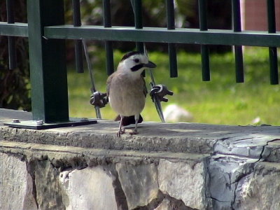 Ntskrika JayGarrulus glandarius atricapillus