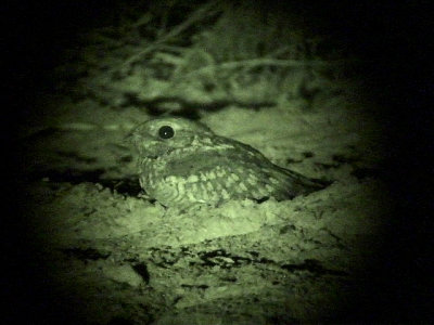 Nubisk nattskrra Nubian Nightjar Caprimulgus nubicus