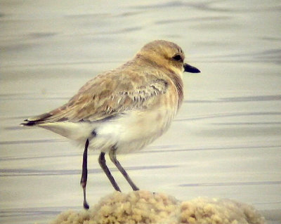 kenpipare Greater Sand Plover Charadrius leschenaultii