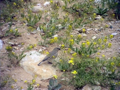 kenfink Desert Finch Rhodospiza obsoleta