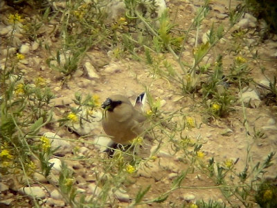 kenfink Desert Finch Rhodospiza obsoleta