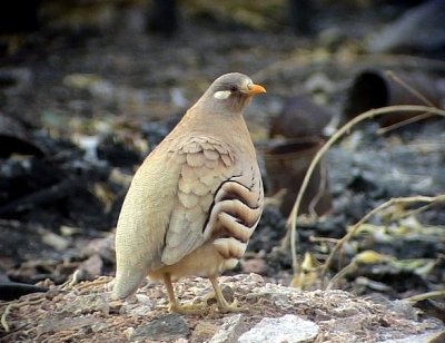 kenhna Sand Partridge Ammoperdix heyi