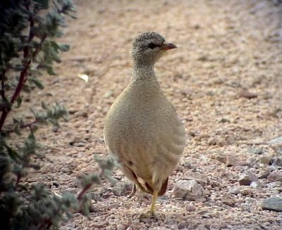 kenhna Sand Partridge Ammoperdix heyi