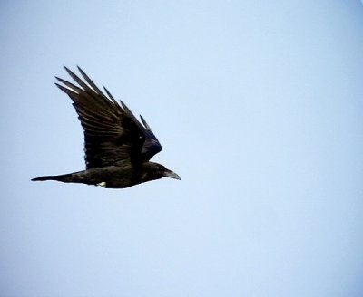 kenkorp  Brown-necked Raven Corvus ruficollis