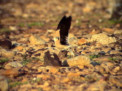 kenlpare Cream-coloured Courser Cursorius cursor