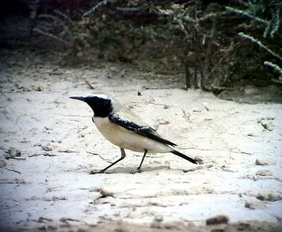 kenstenskvtta  Desert Wheatear Oenanthe deserti