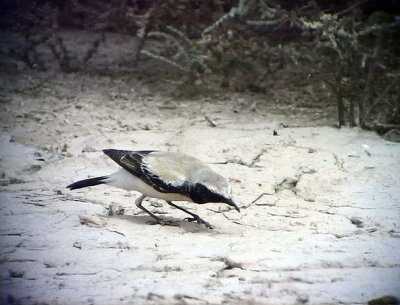 kenstenskvtta Desert Wheatear Oenanthe deserti