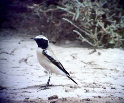 kenstenskvtta Desert Wheatear Oenanthe deserti