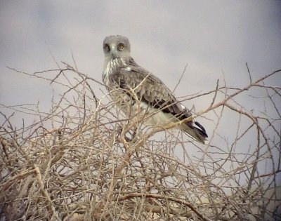 Ormrn Short-toed Eagle Circaetus gallicus