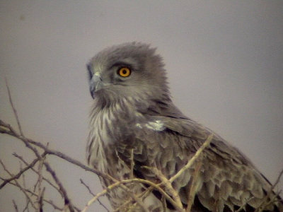 Ormrn Circaetus gallicus Short-toed Eagle