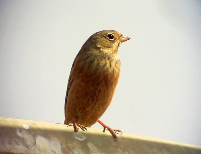 Ortolansparv Ortolan Bunting Emberiza hortulana