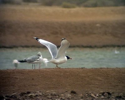 Svarthuvad trut Pallas's Gull Larus ichthyaetus