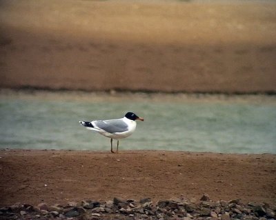 Svarthuvad trut Pallas's Gull Larus ichthyaetus