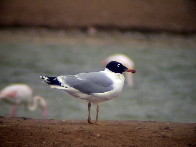 Svarthuvad trut Pallas's Gull Larus ichthyaetus