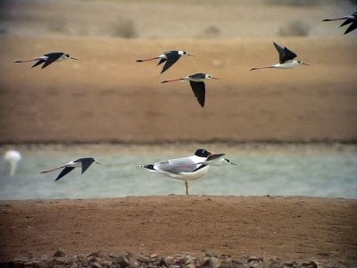 Svarthuvad trut Pallas's Gull Larus ichthyaetus