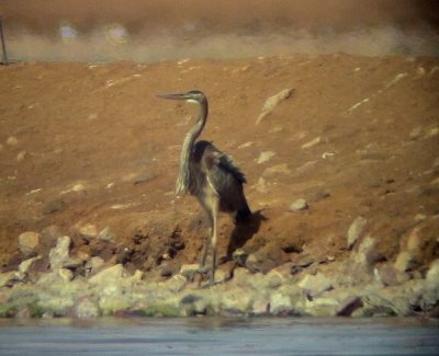 Purpurhger Purple Heron Ardea purpurea