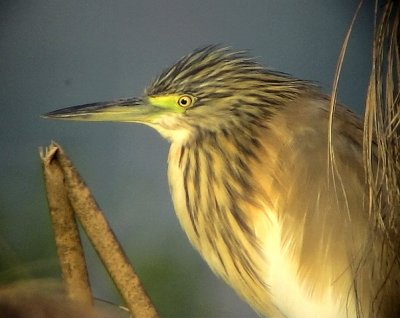 Rallhger Squacco Heron Ardeola ralloides