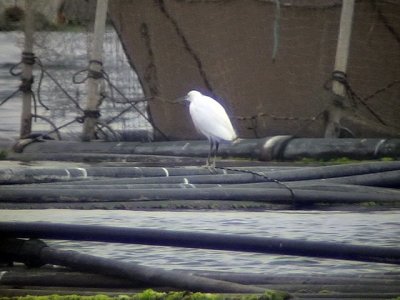 Revhger Western Reef Heron Egretta gularis