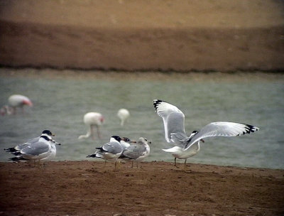 Svarthuvad trut Pallas's Gull Larus ichthyaetus