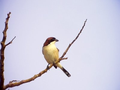 Rdhuvad trnskata Woodchat Shrike Lanius senator