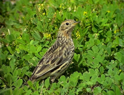 Rdstrupig piplrka Red-throated Pipit Anthus cervinus