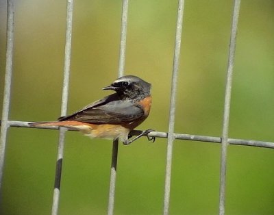 Rdstjrt Common Redstart Phoenicurus phoenicurus