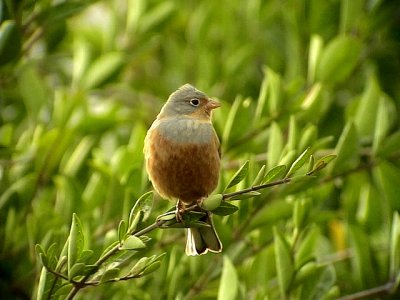 Rostsparv  Cretzschmar's Bunting  Emberiza caesia