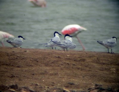 Sandtrna<br> Gull-Billed Tern<br> Sterna nilotica