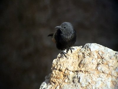 Sinaiglansstare Tristram's Starling Onychognathus tristramii