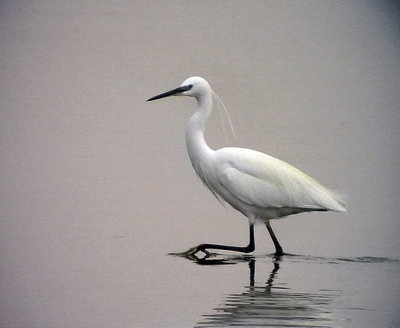 Silkeshger Little Egret Egretta garzetta