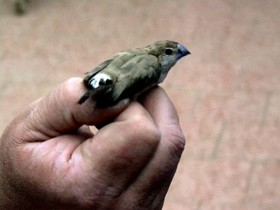 Silvernbb Indian Silverbill Euodice malabarica