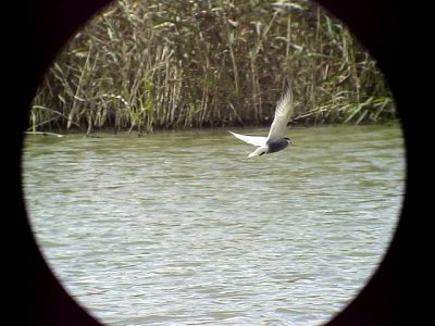 Skggtrna Whiskered Tern Chlidonias hybridus