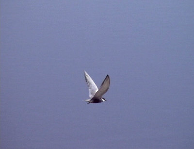 Skggtrna Whiskered Tern Chlidonias hybridus