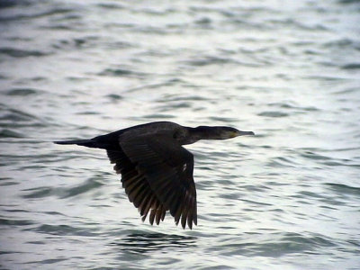 StorskarvPhalacrocorax carbo Great Cormorant