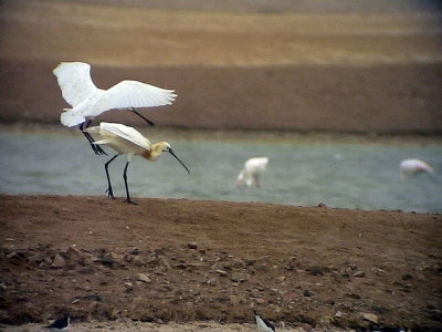 Skedstork Eurasian Spoonbill Platalea leucorodia