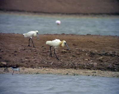 Skedstork Eurasian Spoonbill Platalea leucorodia